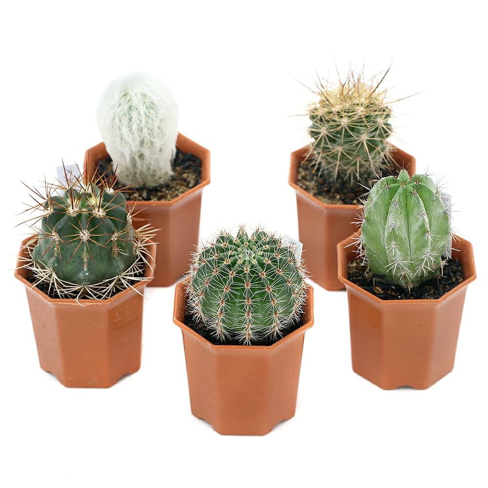 Amazon｜【charm】（観葉植物）サボテン 品種おまかせ 2号（1